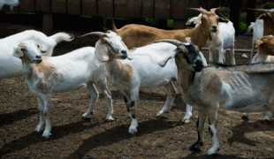 Bản đồ-Paraná-5582861-flock-of-goats-on-a-little-farm-parana-state-southern-brazil.jpg